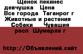 Щенок пекинес девчушка › Цена ­ 2 500 - Все города, Таганрог г. Животные и растения » Собаки   . Чувашия респ.,Шумерля г.